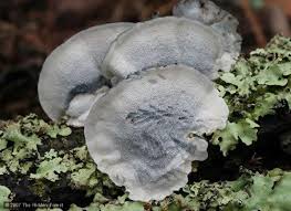 Attēlu rezultāti vaicājumam “Bjerkandera adusta”