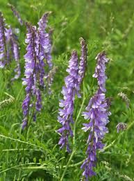 Attēlu rezultāti vaicājumam “Vicia tenuifolia flower”