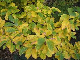 Attēlu rezultāti vaicājumam “Hamamelis vernalis leaf”