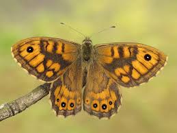 Attēlu rezultāti vaicājumam “Lasiommata megera male”