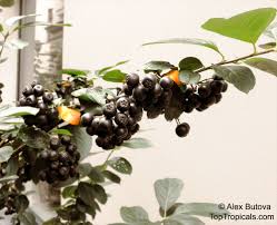 Attēlu rezultāti vaicājumam “Aronia melanocarpa fruit”