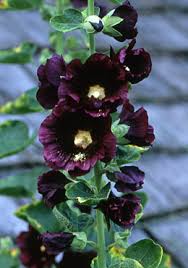 Image result for Alcea rosea nigra