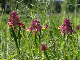 Attēlu rezultāti vaicājumam “Melampyrum cristatum flower”