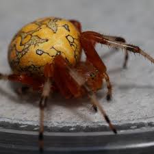 Attēlu rezultāti vaicājumam “Araneus marmoreus”