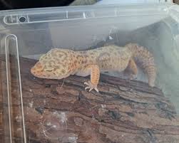 Image result for gravidity leopard gecko
