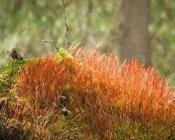 Attēlu rezultāti vaicājumam “Bryum caespiticium”