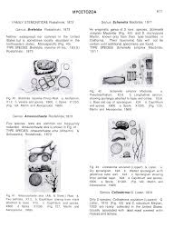 Attēlu rezultāti vaicājumam “Diderma testaceum young”