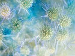 Image result for Blaudistel