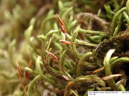 Attēlu rezultāti vaicājumam “Leucodon sciuroides”