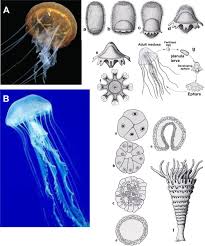 Attēlu rezultāti vaicājumam “Scyphozoa”