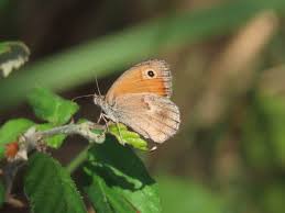 Attēlu rezultāti vaicājumam “Coenonympha pamphilus”