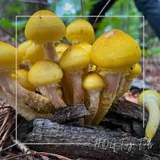 Attēlu rezultāti vaicājumam “Armillaria mellea”