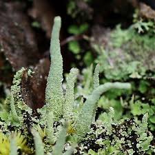 Attēlu rezultāti vaicājumam “Cladonia coniocraea”