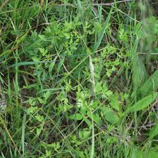 Attēlu rezultāti vaicājumam “Peucedanum oreoselinum”