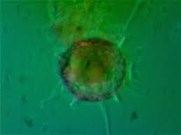 Attēlu rezultāti vaicājumam “Cephalozia connivens”