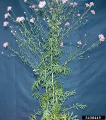 Attēlu rezultāti vaicājumam “Centaurea stoebe flower”