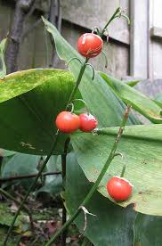 Attēlu rezultāti vaicājumam “Convallaria majalis fruit”