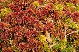 Attēlu rezultāti vaicājumam “Sphagnum warnstorfii”