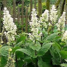 Image result for Salvia sclarea