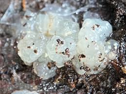 Attēlu rezultāti vaicājumam “Myxarium nucleatum”