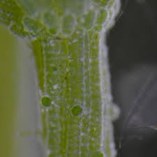 Attēlu rezultāti vaicājumam “Chara filiformis”