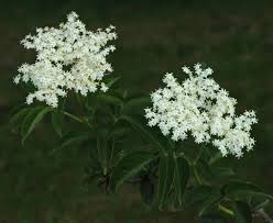 Attēlu rezultāti vaicājumam “Sambucus nigra flower”