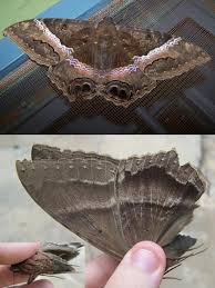 Attēlu rezultāti vaicājumam “Noctuidae”