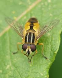 Attēlu rezultāti vaicājumam “Helophilus hybridus male”