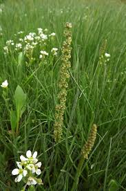 Attēlu rezultāti vaicājumam “Triglochin maritimum flower”