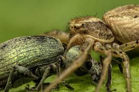 Attēlu rezultāti vaicājumam “Xysticus bifasciatus”