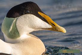 Attēlu rezultāti vaicājumam “Somateria mollissima juvenile”