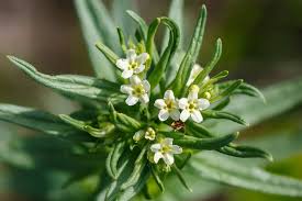 Attēlu rezultāti vaicājumam “Lithospermum officinale”