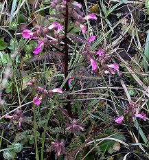 Attēlu rezultāti vaicājumam “Pedicularis palustris flower”