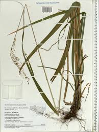 Attēlu rezultāti vaicājumam “Festuca altissima”