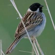 Image result for Emberiza pallasi