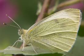 Attēlu rezultāti vaicājumam “Pieris brassicae”