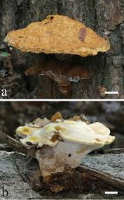 Attēlu rezultāti vaicājumam “Onnia triquetra”