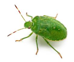 Attēlu rezultāti vaicājumam “Palomena prasina imago”