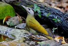 Attēlu rezultāti vaicājumam “Picus canus female”
