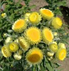 Image result for Helichrysum foetidum