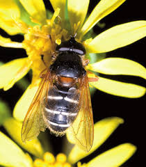 Attēlu rezultāti vaicājumam “Sericomyia lappona”