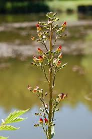 Attēlu rezultāti vaicājumam “Scrophularia umbrosa flower”