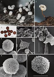 Attēlu rezultāti vaicājumam “Physarum bitectum”