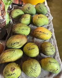 Attēlu rezultāti vaicājumam “Linaria loeselii fruit”