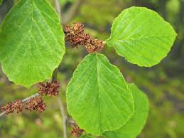 Attēlu rezultāti vaicājumam “Hamamelis japonica”