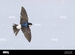 Attēlu rezultāti vaicājumam “Delichon urbicum adult”