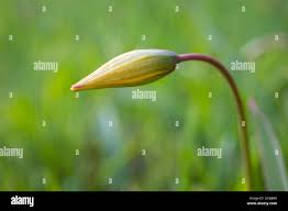 Attēlu rezultāti vaicājumam “Tulipa sylvestris bud”
