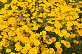 Image result for Anthemis tinctoria