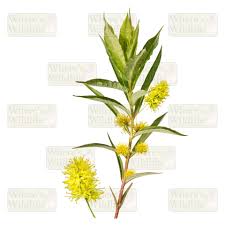 Attēlu rezultāti vaicājumam “Lysimachia thyrsiflora”