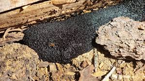 Attēlu rezultāti vaicājumam “Lindbladia tubulina”